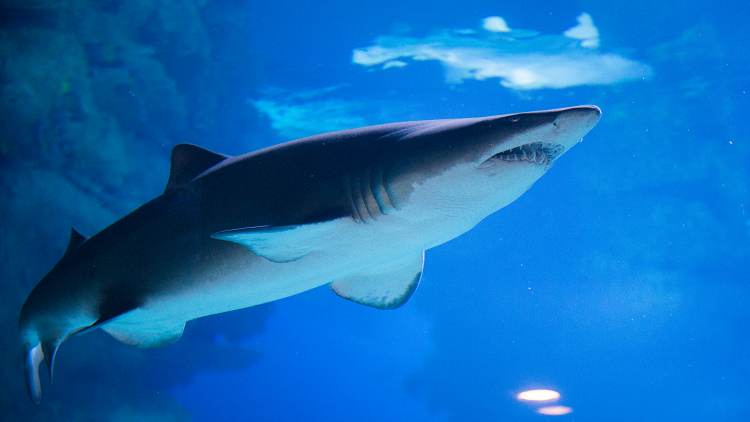 تعذيب وحشي لسمكة قرش يحرك القضاء