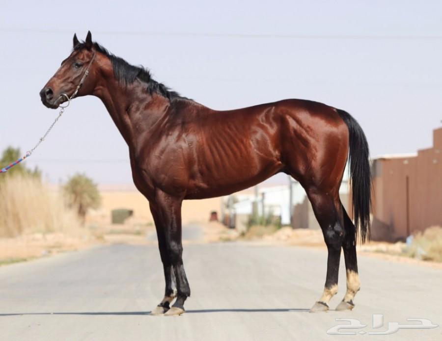 وفاة طفل سقط عن حصان بالكرك