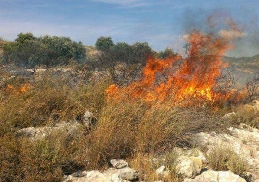 إخماد حريق أعشاب جافة في ناعور