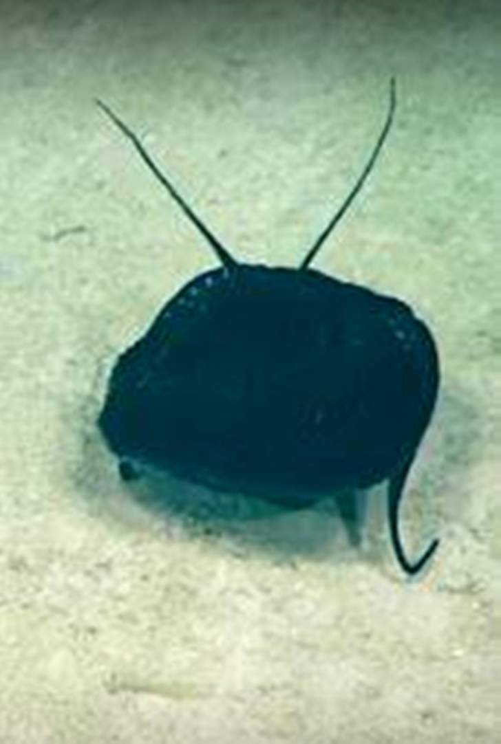 اكتشاف مخلوق غريب شبيه بمصاص الدماء