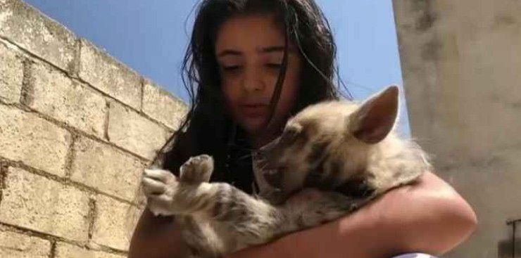 عجلون .. طفلة تربي الضباع كحيوانات