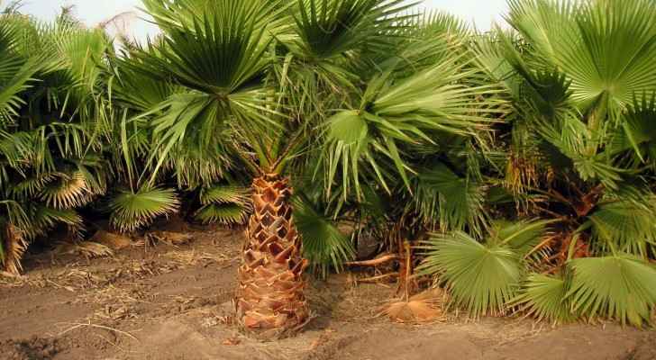 إعدام 150 نخلة في الاغوار الشمالية