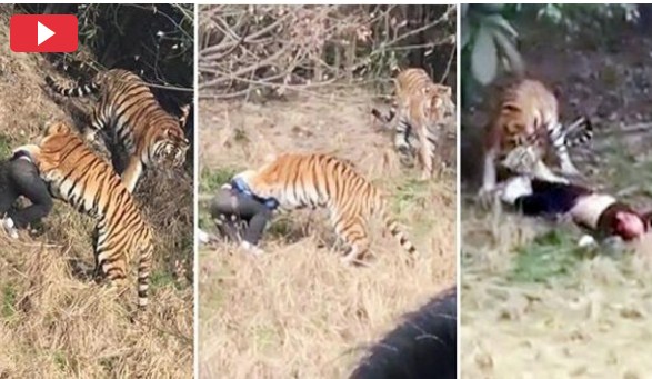 مشاهد مرعبة .. نمر يفترس رجلا
