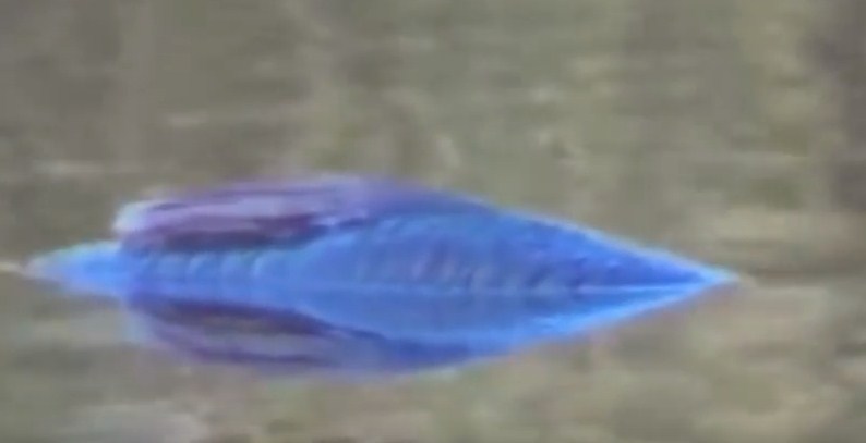 بالفيديو .. . سمكة غامضة تحير