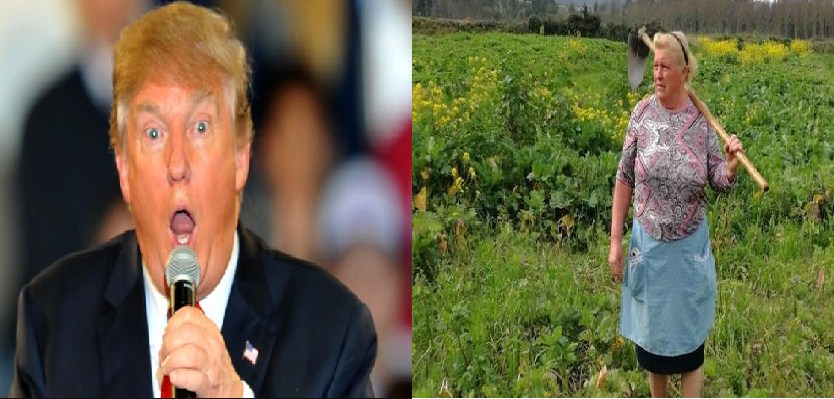 شبيهة الرئيس الأميركي ترامب مزارعة في