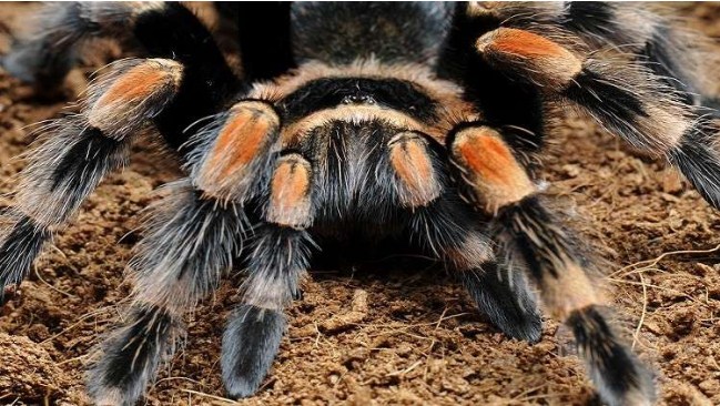 عنكبوت أسترالي يحطم الرقم القياسي لطول