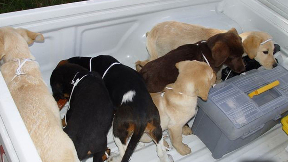 طبيب بيطري يستغل مهنته بأبشع طريقة