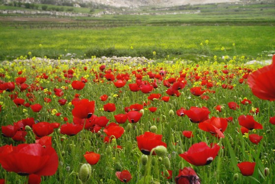 ارتفاع درجات الحرارة اليوم وغدا