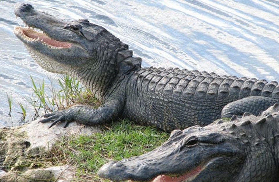 ضبط 50 تمساحا في مطار هيثرو