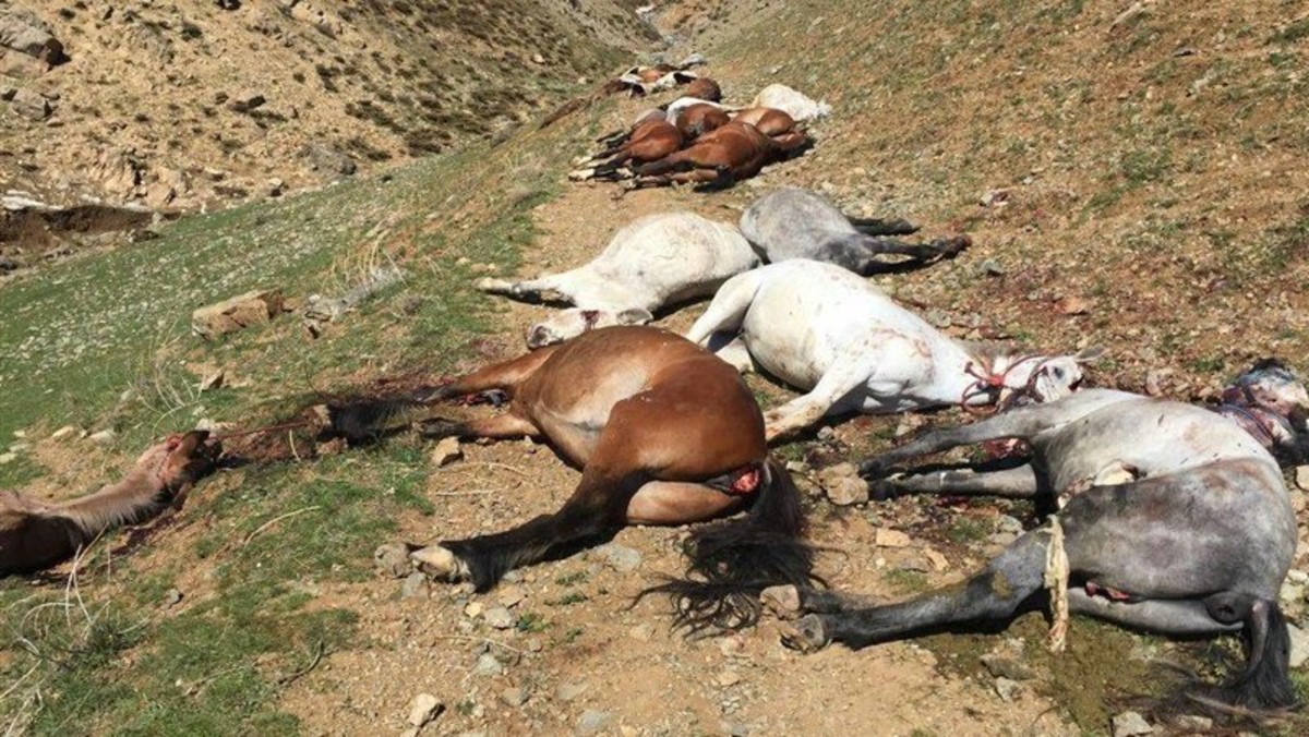 مجزرة أحصنة في إيران.. الشرطة تردي