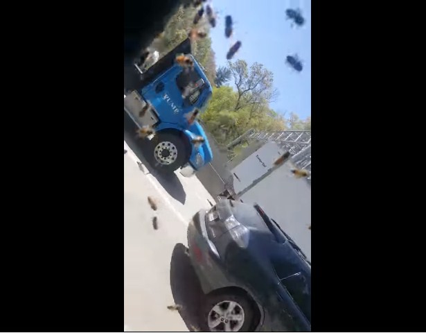 بالفيديو: كيف تفادى هذا السائق لدغات