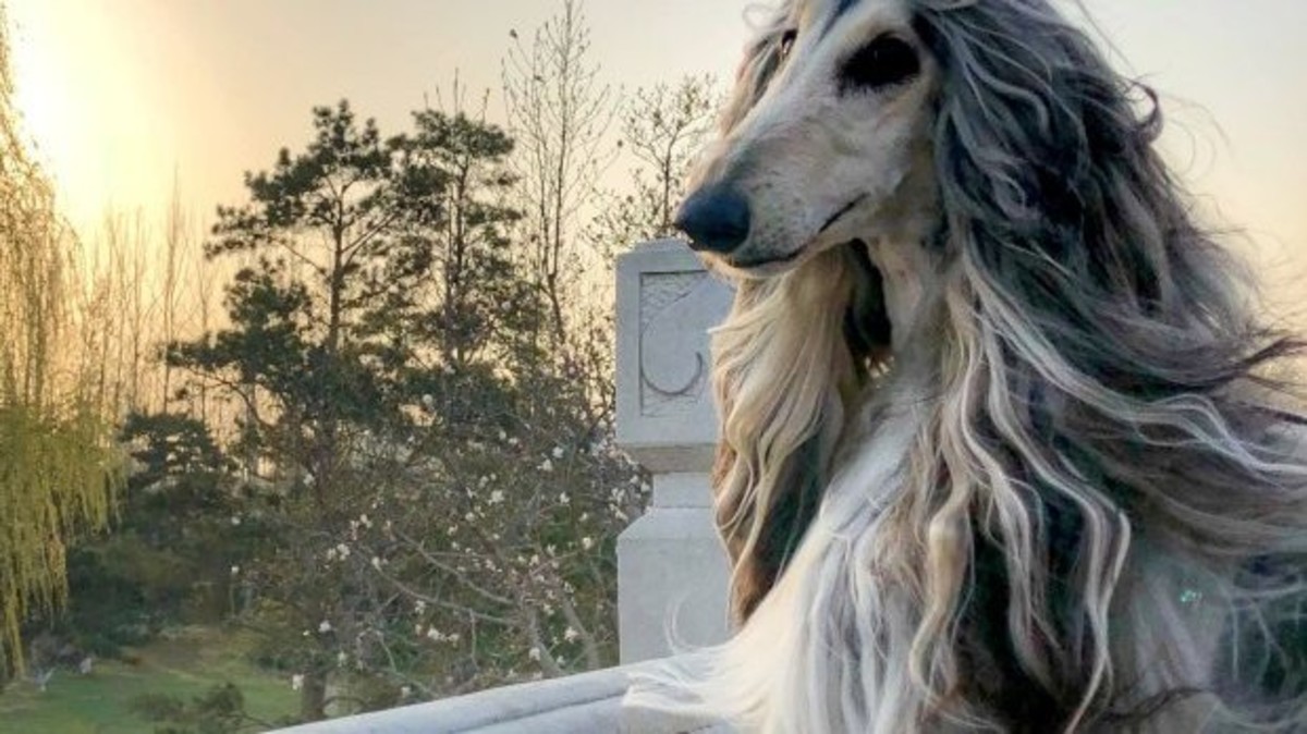 يصرف 38 ألف دولار على أناقة