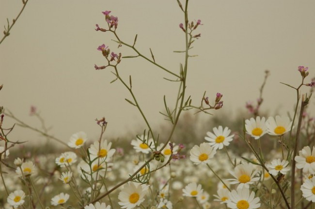 الأحد: أجواء باردة ورطبة.. وتوقع هطول