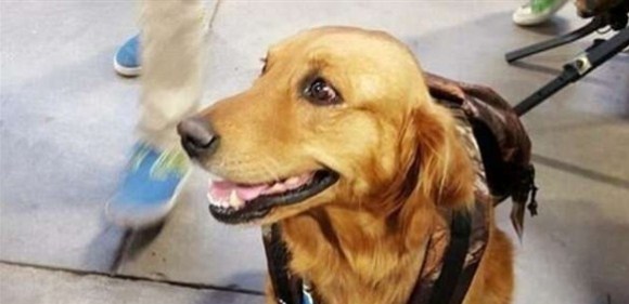 يعاقب ابنته بإطلاق النار على كلبيها