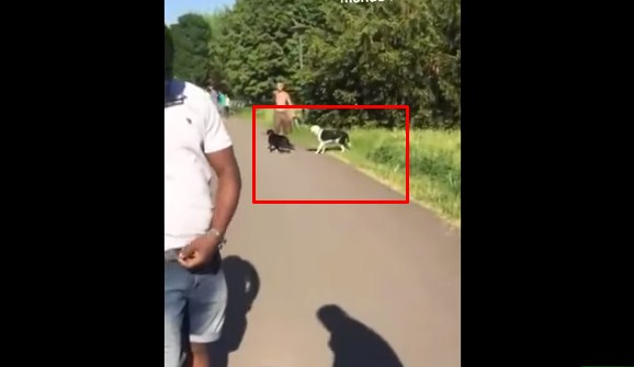 بالفيديو.. ألماني يطلق كلبيه على لاجئ