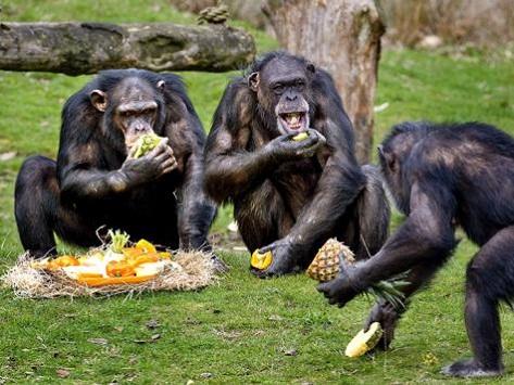 علماء: فراش الشمبانزي أنظف من فراش