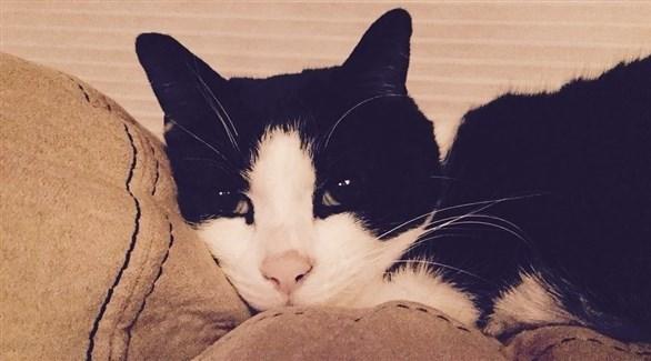 قط شجاع ينقذ عائلة من موت