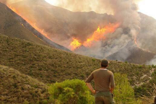 حريق ضخم يلتهم 20 ألف شجرة