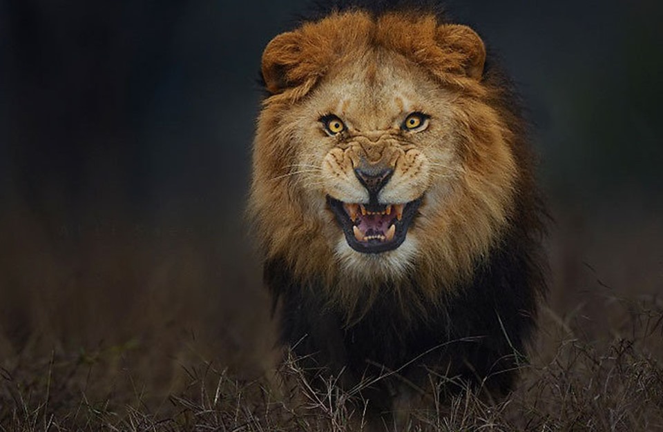 أسد جبلي يقتل دراجا بمنطقة جبلية