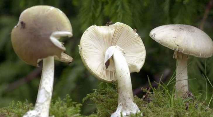 9 قتلى و 720 مصابا بسبب