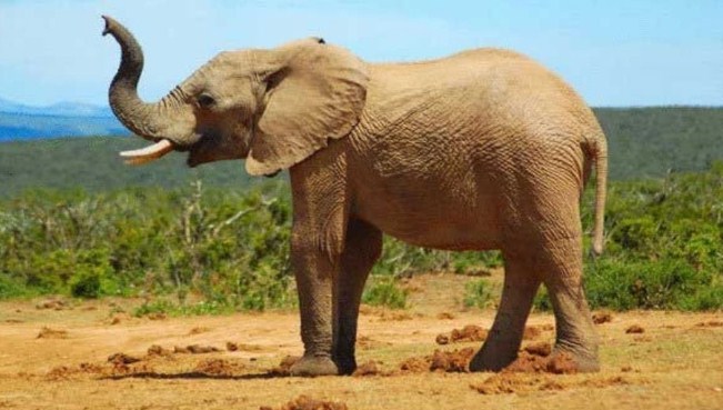 بالفيديو: فيل غاضب يطارد رجلا ويقتله