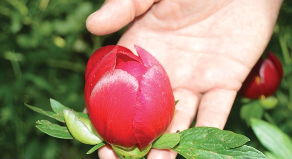 11 ألف دولار عقوبة من يقطف