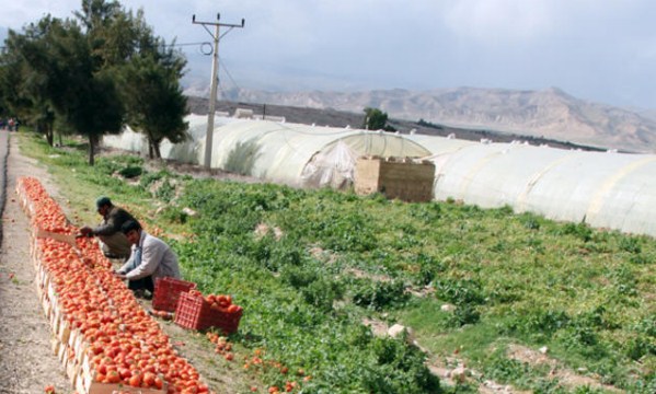 انخفاض اسعار المنتجين الزراعيين بالربع الاول