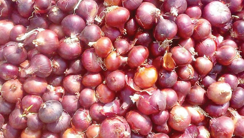 الزراعة: استمرار اغلاق باب استيراد البصل