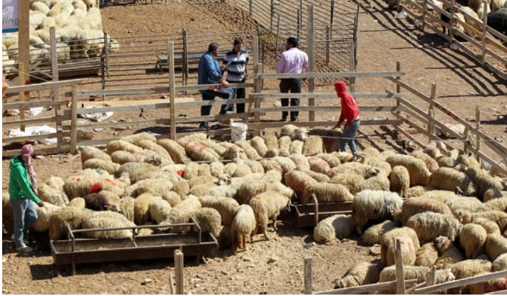 اغلاق ملاحم .. وحملة لإزالة حظائر