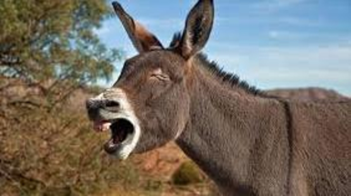 مقتل مصري ووفاة والدته.. والسبب ’بول‘