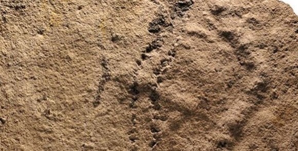 اكتشاف آثار حيوانات تعود الى 541