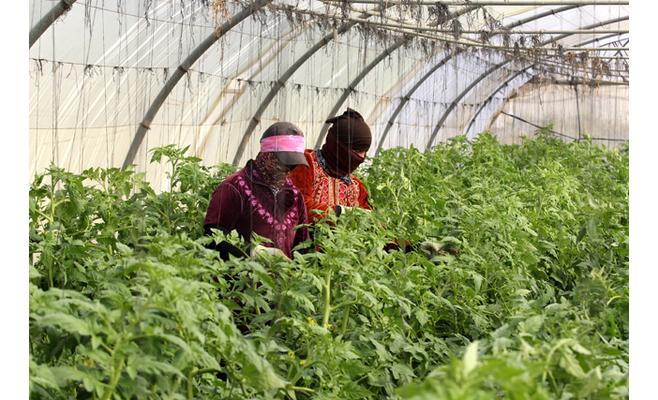 وادي الأردن: مزارعون يعملون بالأجرة بعد