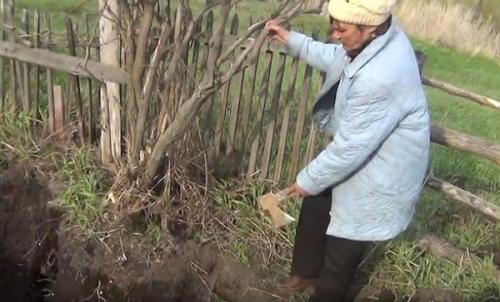 ذهب ليزرع البطاطا فاكتشف أن زوجته