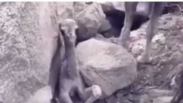 شاهد.. ناقة تطلب المساعدة من الصياد