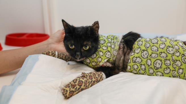 نجاة قطّ بقي في فرن حرارته