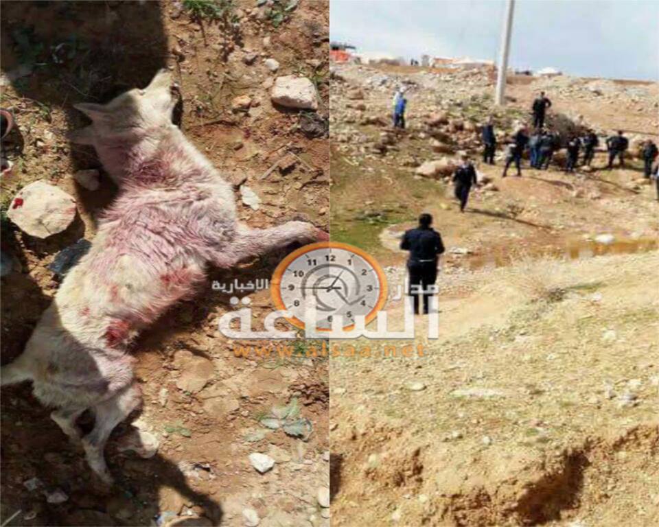الأمن يطلق النار على ذئب مفترس