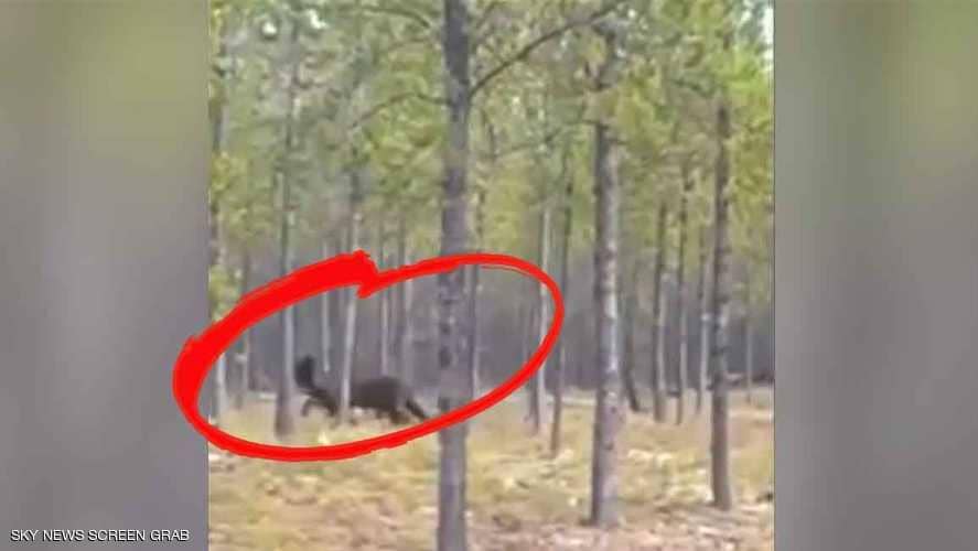 فيديو لوحش عملاق يعيد للأذهان أسطورة