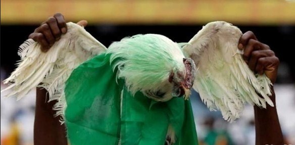 «الدجاج النيجيري» ممنوع في ملاعب المونديال