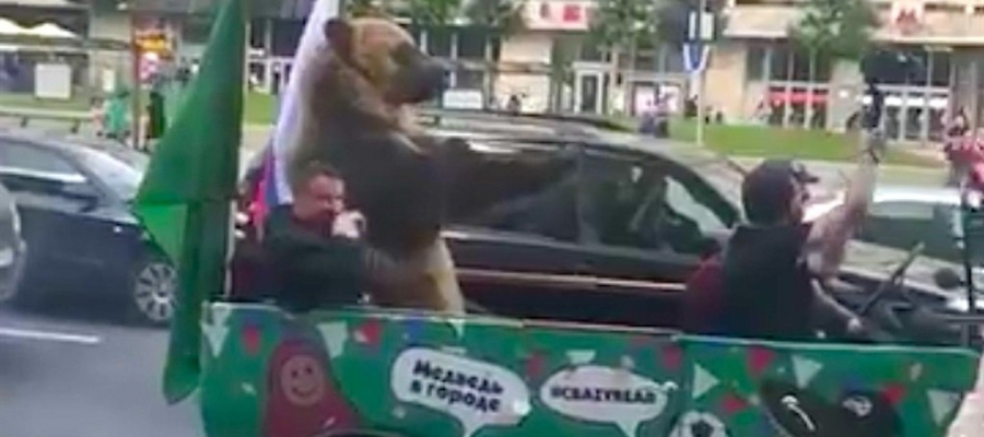 دب روسي خرج للشوارع احتفاء بهزيمة