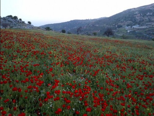 طقس معتدل حتى الخميس