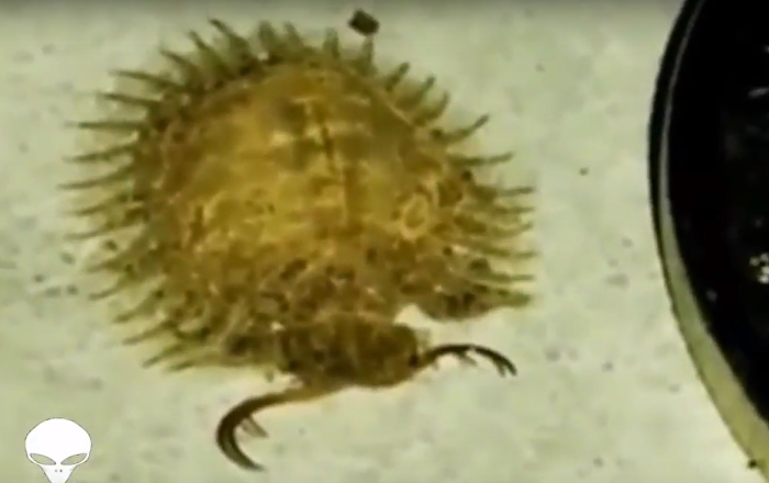 مخلوق غريب يثير الرعب في وسائل