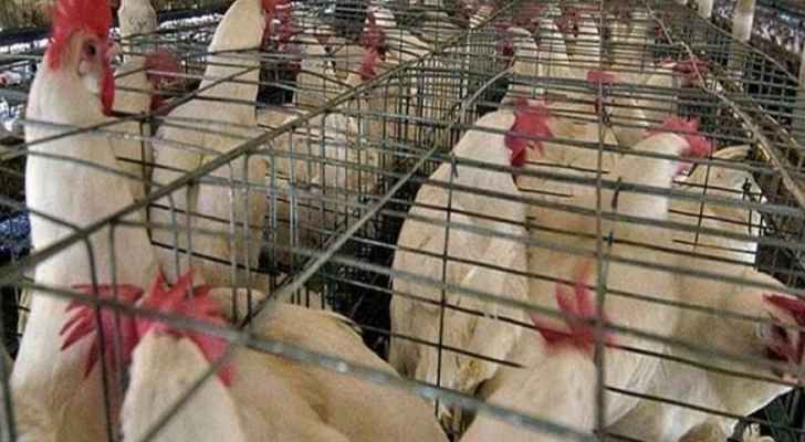 الإمارات تحظر استيراد طيور من روسيا