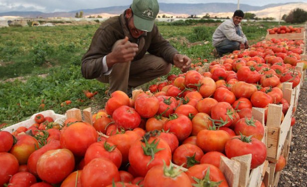 انخفاض اسعار المنتجين الزراعيين 18%