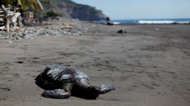 اكتشاف درع سلحفاة برقبة أفعى في