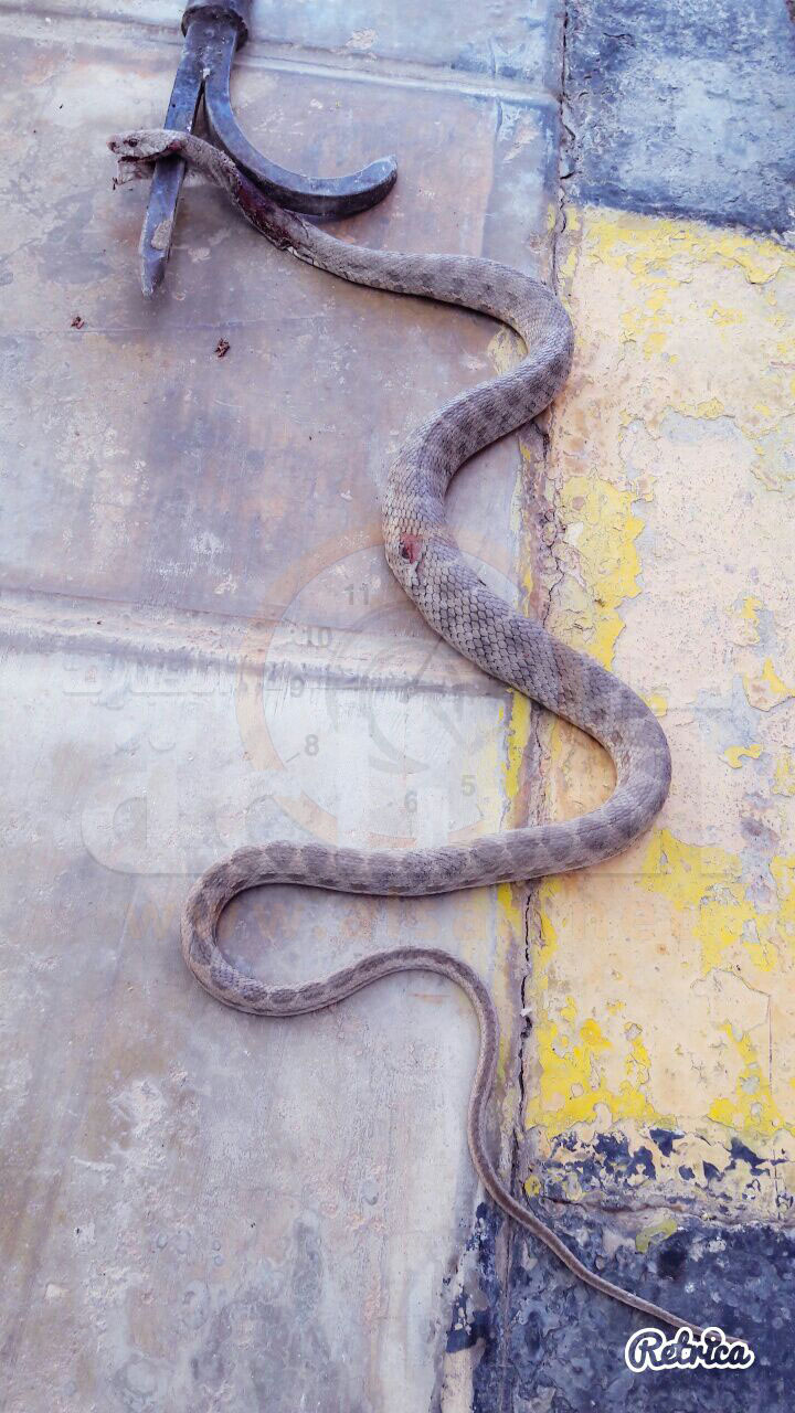 أفعى تحاصر عائلة في منزلها والدفاع