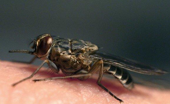 سر انجذاب الذباب والبعوض لأشخاص محددين