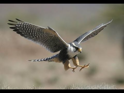 من بينها في الأردن.. 3 حيوانات