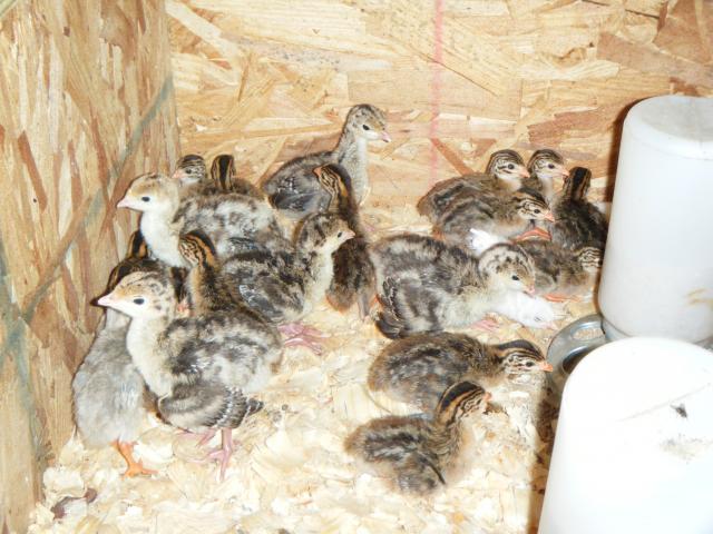 الزراعة تنفي اتفاقها مع مربي الدواجن