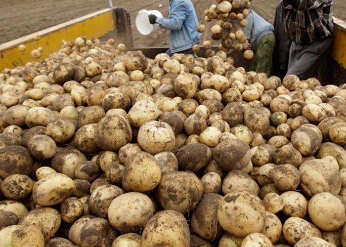 الزراعة: ضرورة مراعاة ظروف التخزين السليمة