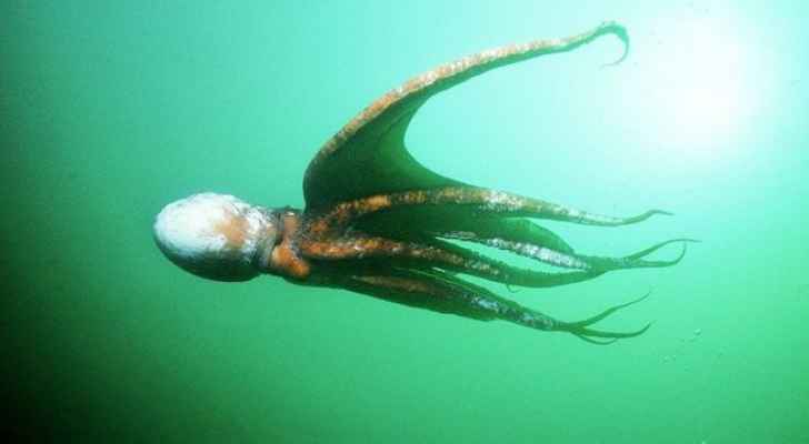 قتل أخطبوط تنبأ بنتائج مباريات اليابان